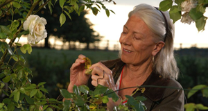Rosamunde Pilcher: Die Muschelsucher